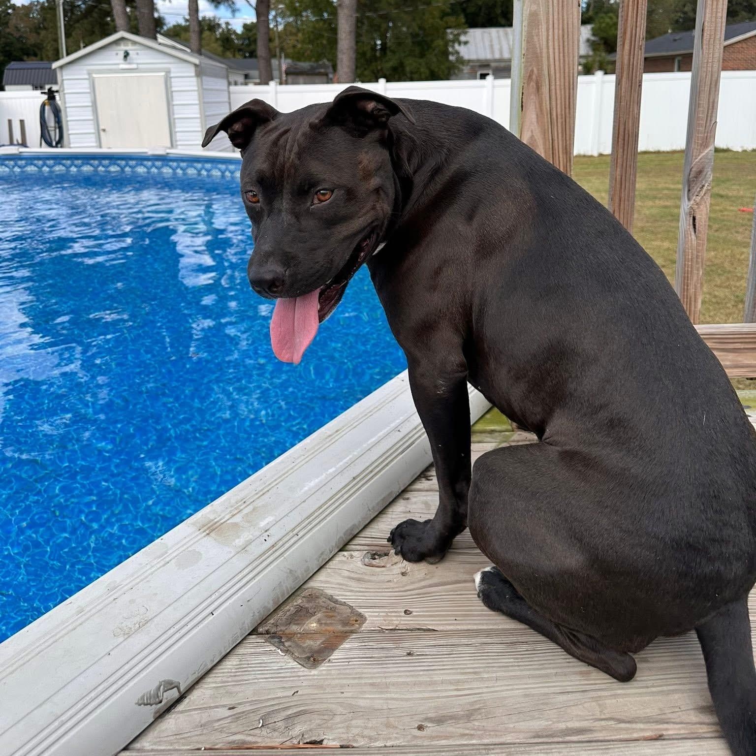 Enlarge Hank, a Adoptable mixed breed in Ayden, NC image 4/6