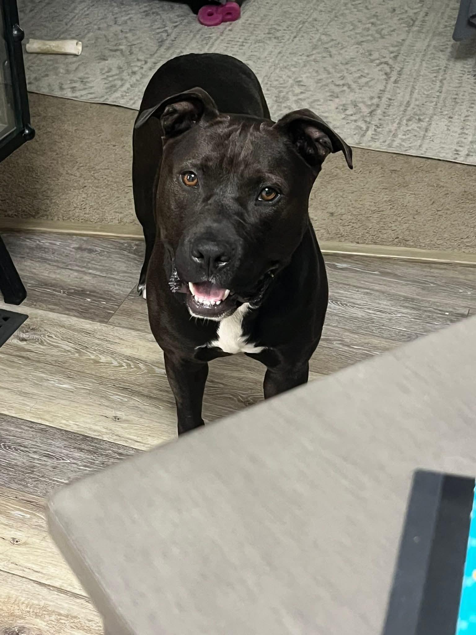 Hank, a Adoptable mixed breed in Ayden, NC image 3/3