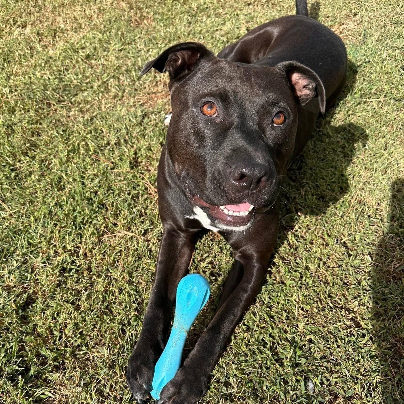 Enlarge Hank, a Adoptable mixed breed in Ayden, NC image 2/6