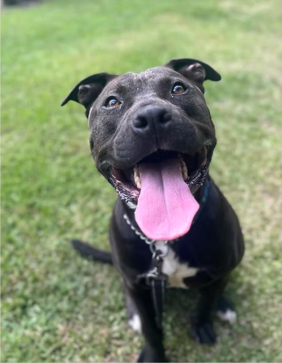 Hank, Adoptable, Adult Male Pit Bull Terrier.