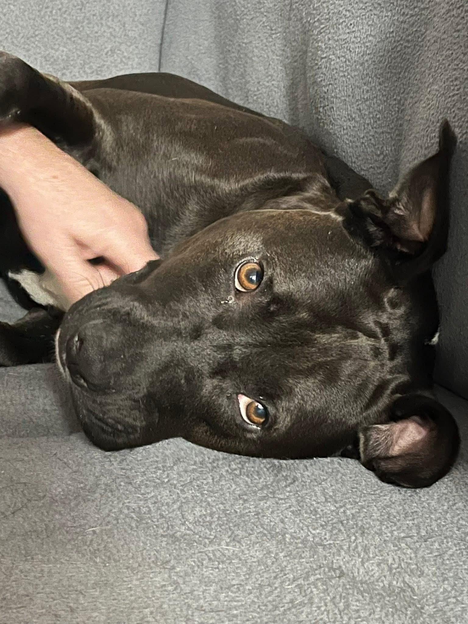 Enlarge Hank, a Adoptable mixed breed in Ayden, NC image 5/6