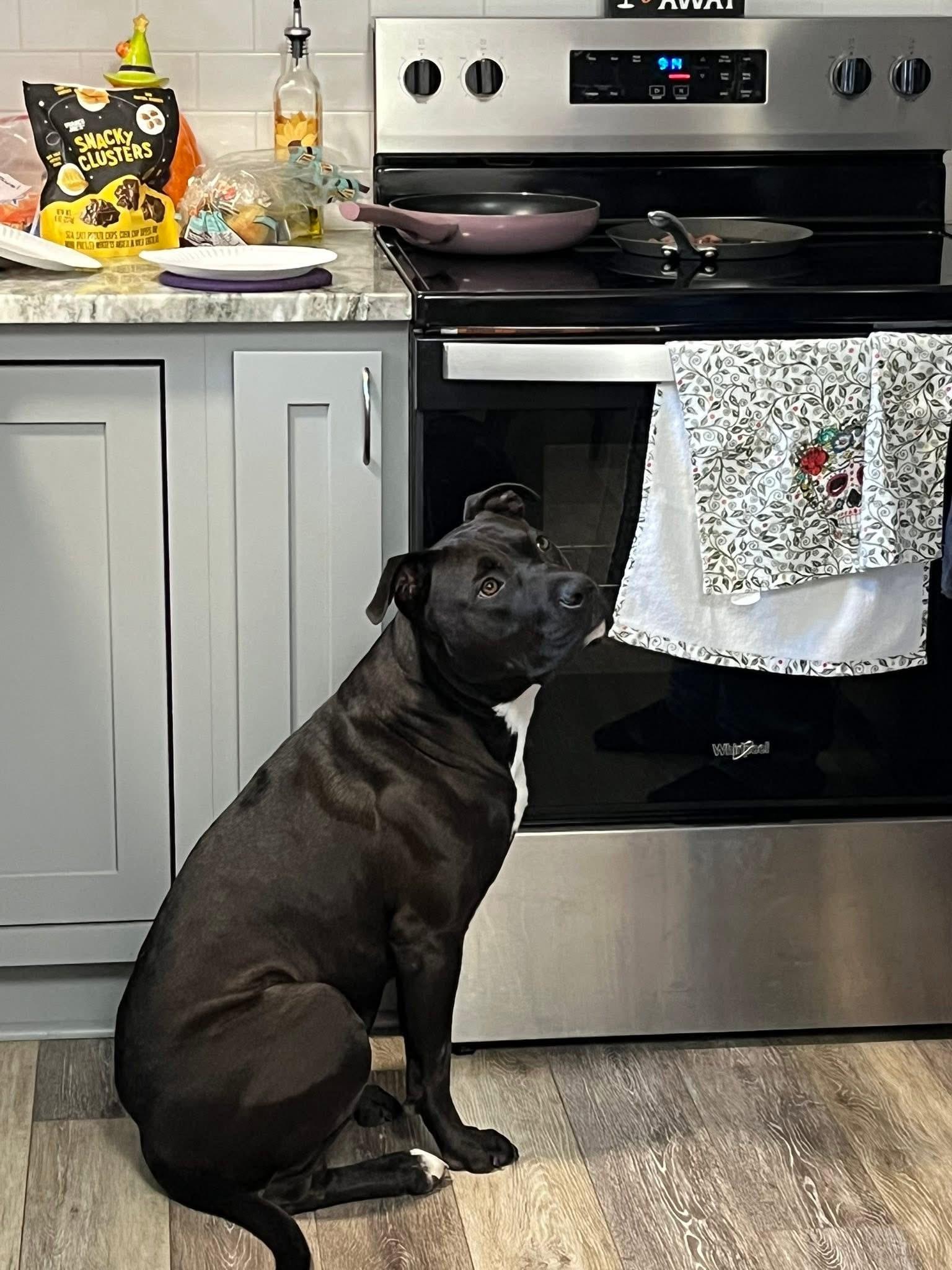 Enlarge Hank, a Adoptable mixed breed in Ayden, NC image 6/6