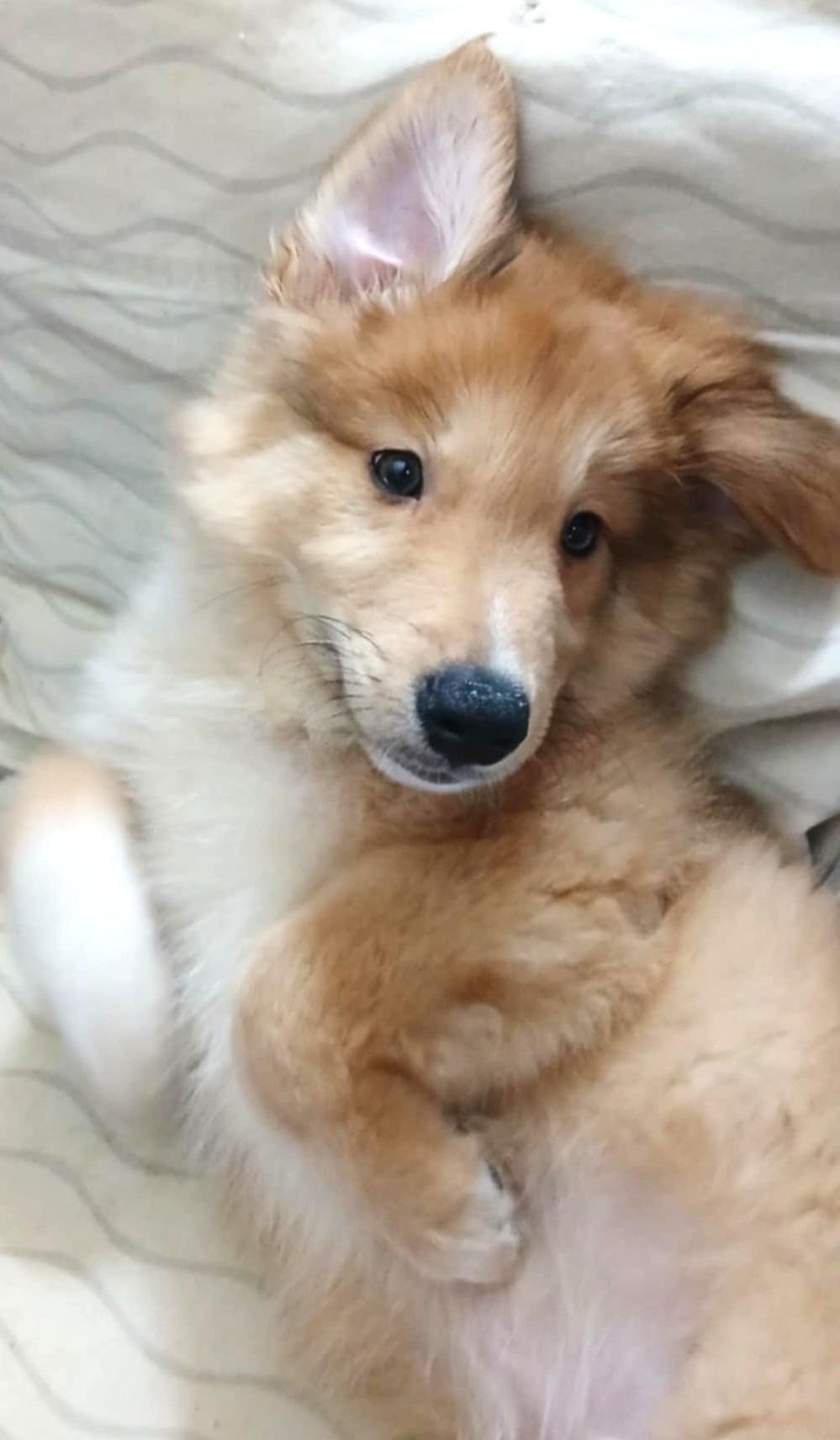 Finn, Adopted, Young Male Border Collie & Border Terrier.