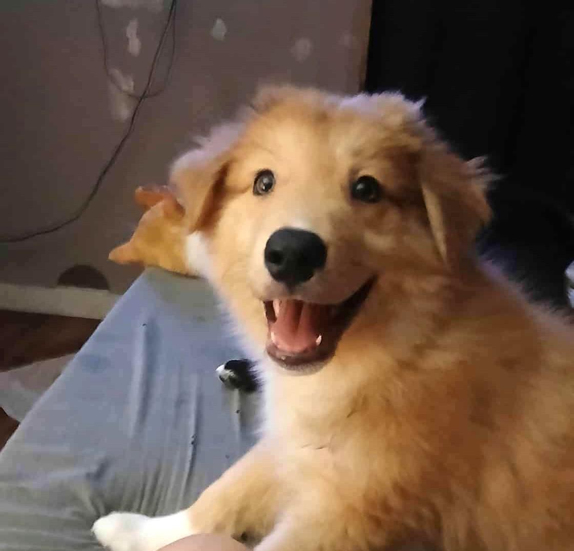 Finn, a Adopted mixed breed in Gainesboro, TN image 2/3