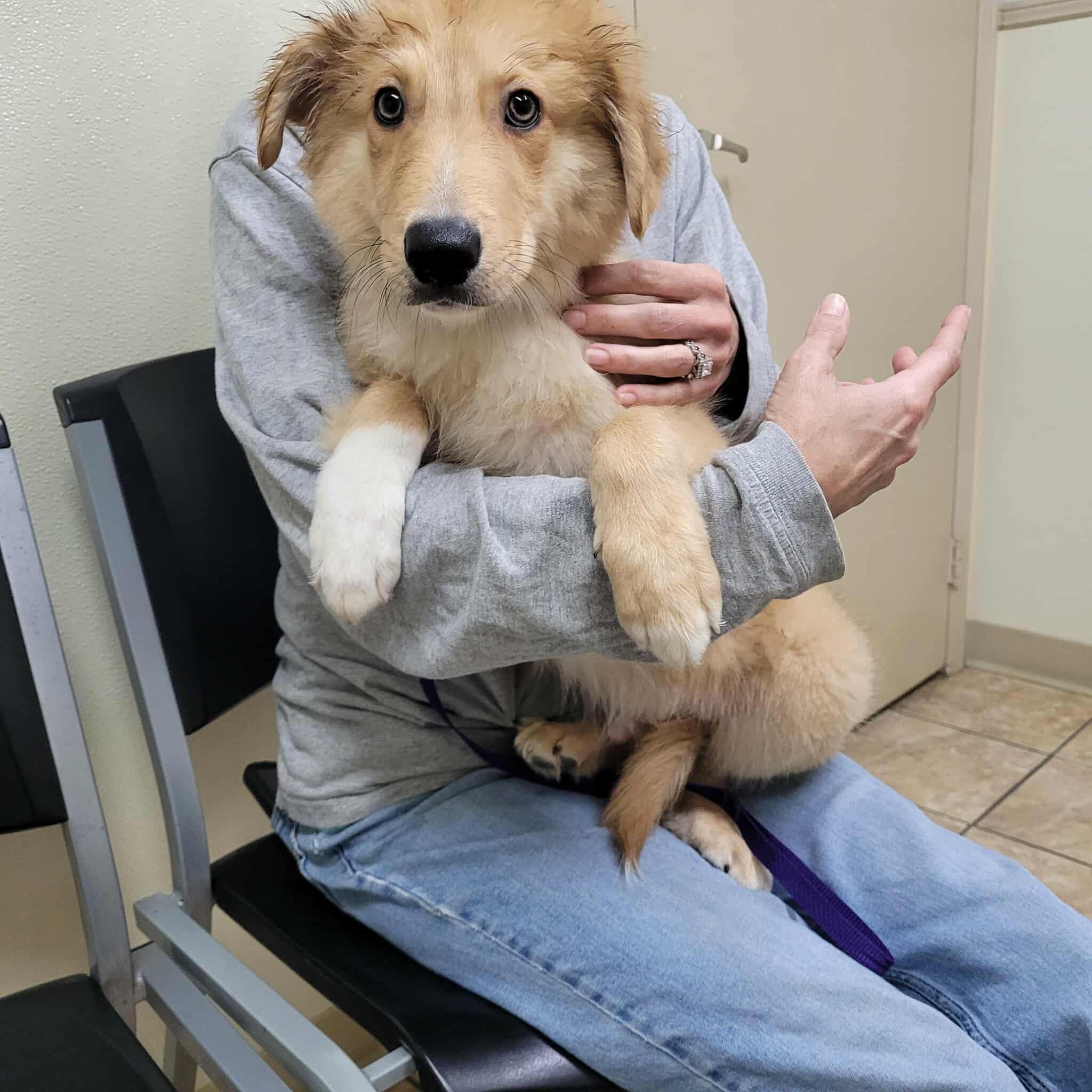 Finn, a Adopted mixed breed in Gainesboro, TN image 3/3