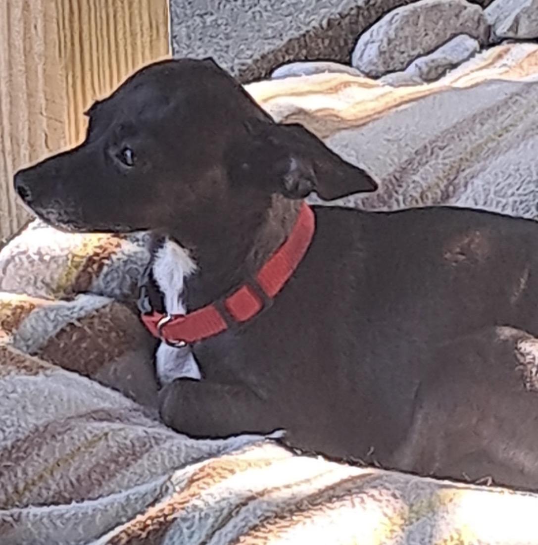Enlarge Penelope, a Adopted mixed breed in Maineville, OH image 1/4