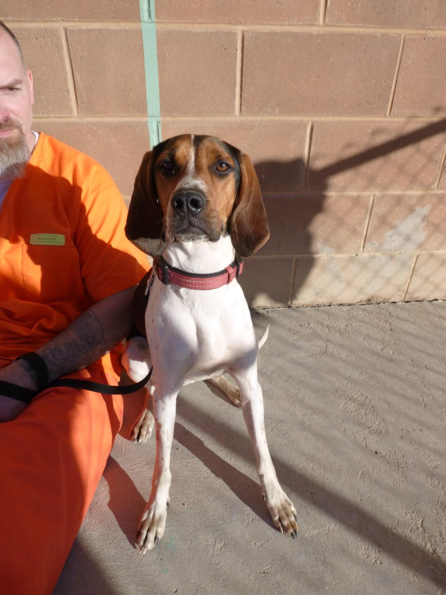Enlarge Huntley, a ADOPTABLE Treeing Walker Coonhound in Rawlins, WY image 1/1