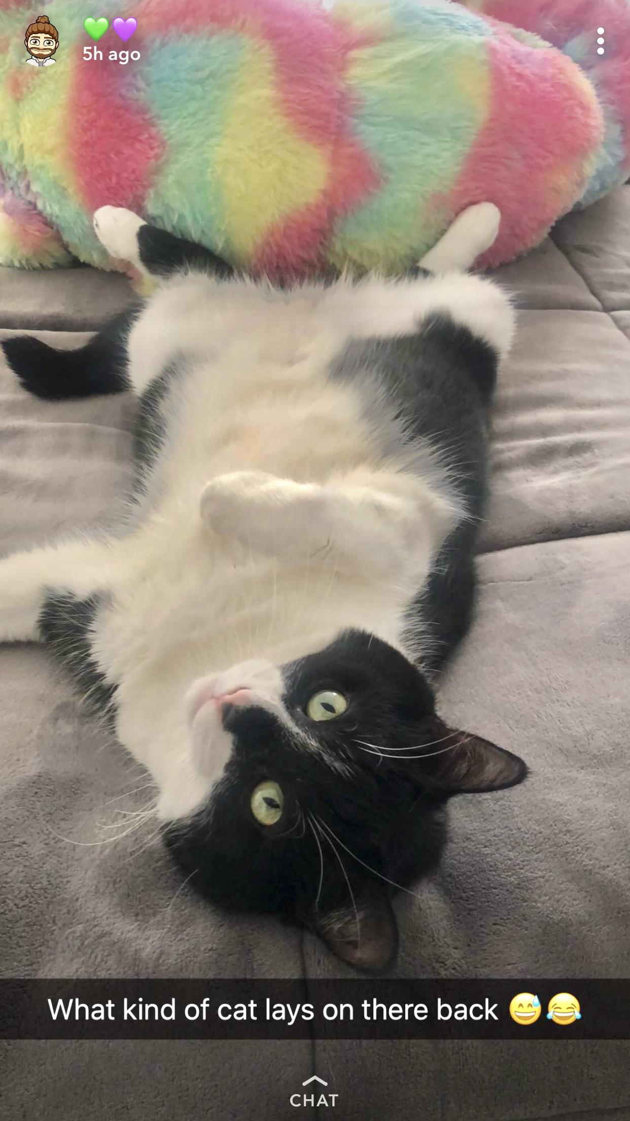 SMOKEY (Declawed) Sweet boy (video), Adoptable, Adult Male Domestic Short Hair.