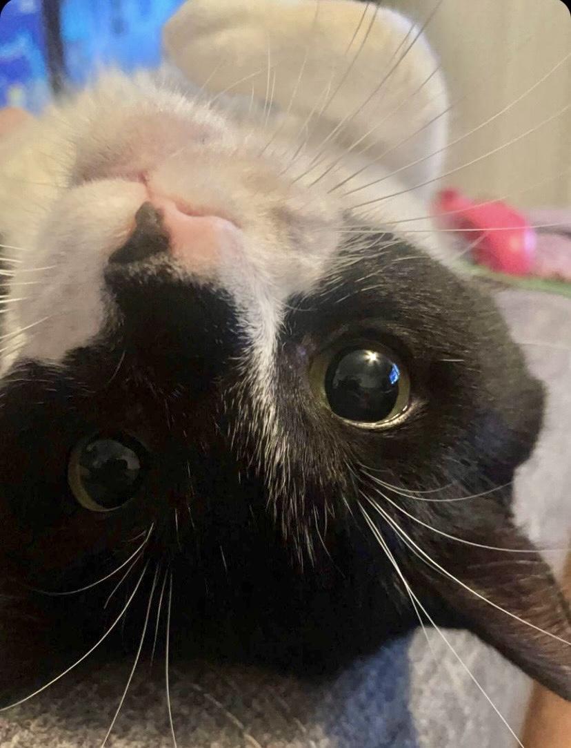 Enlarge SMOKEY (Declawed) Sweet boy (video), a Adoptable Domestic Short Hair in Daytona Beach, FL image 2/5