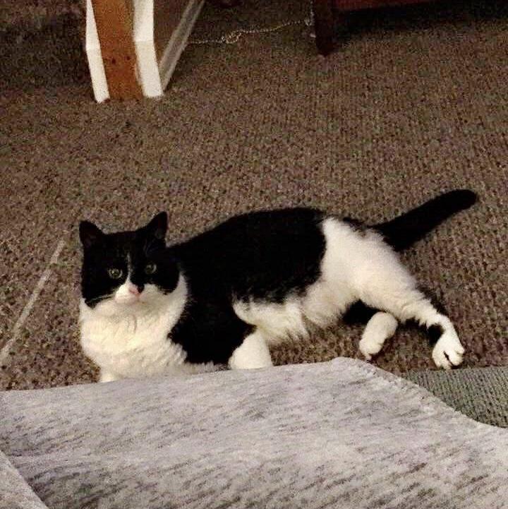 Enlarge SMOKEY (Declawed) Sweet boy (video), a Adoptable Domestic Short Hair in Daytona Beach, FL image 3/5