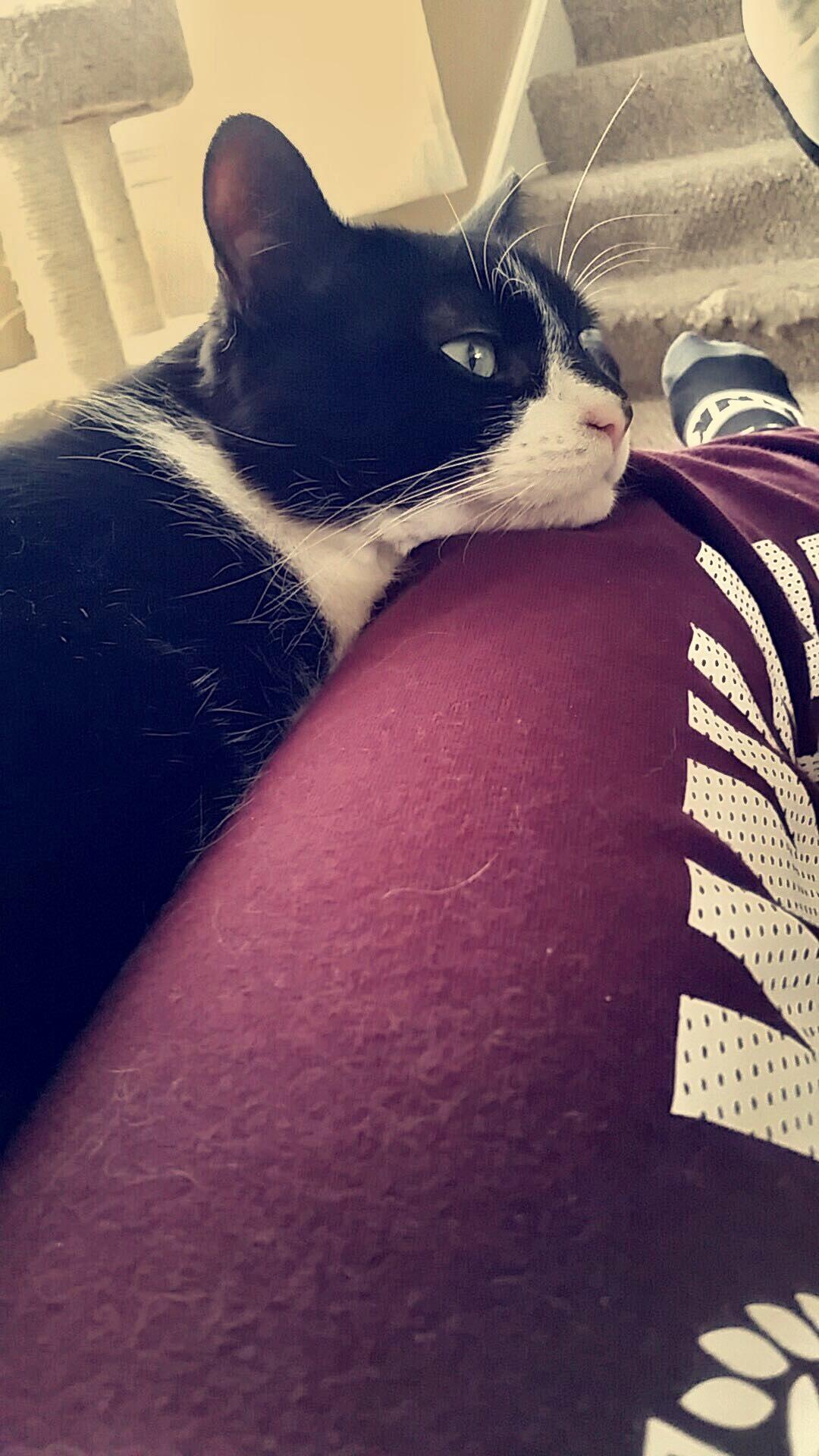 Enlarge SMOKEY (Declawed) Sweet boy (video), a Adoptable Domestic Short Hair in Daytona Beach, FL image 4/5