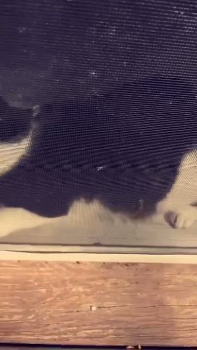 Enlarge SMOKEY (Declawed) Sweet boy (video), a Adoptable Domestic Short Hair in Daytona Beach, FL video 5/5