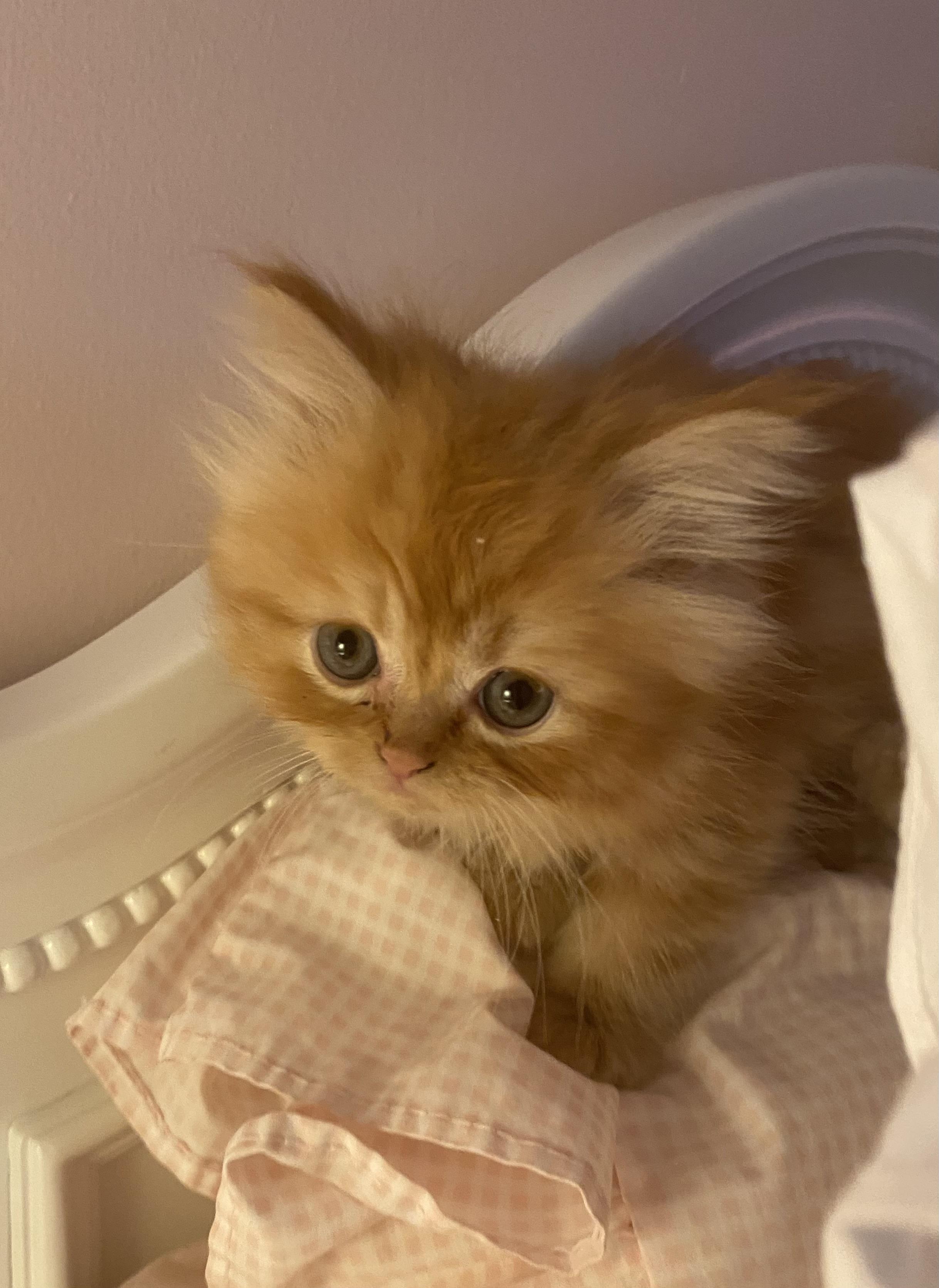 Randy, Adopted, Kitten Male Persian & Maine Coon.