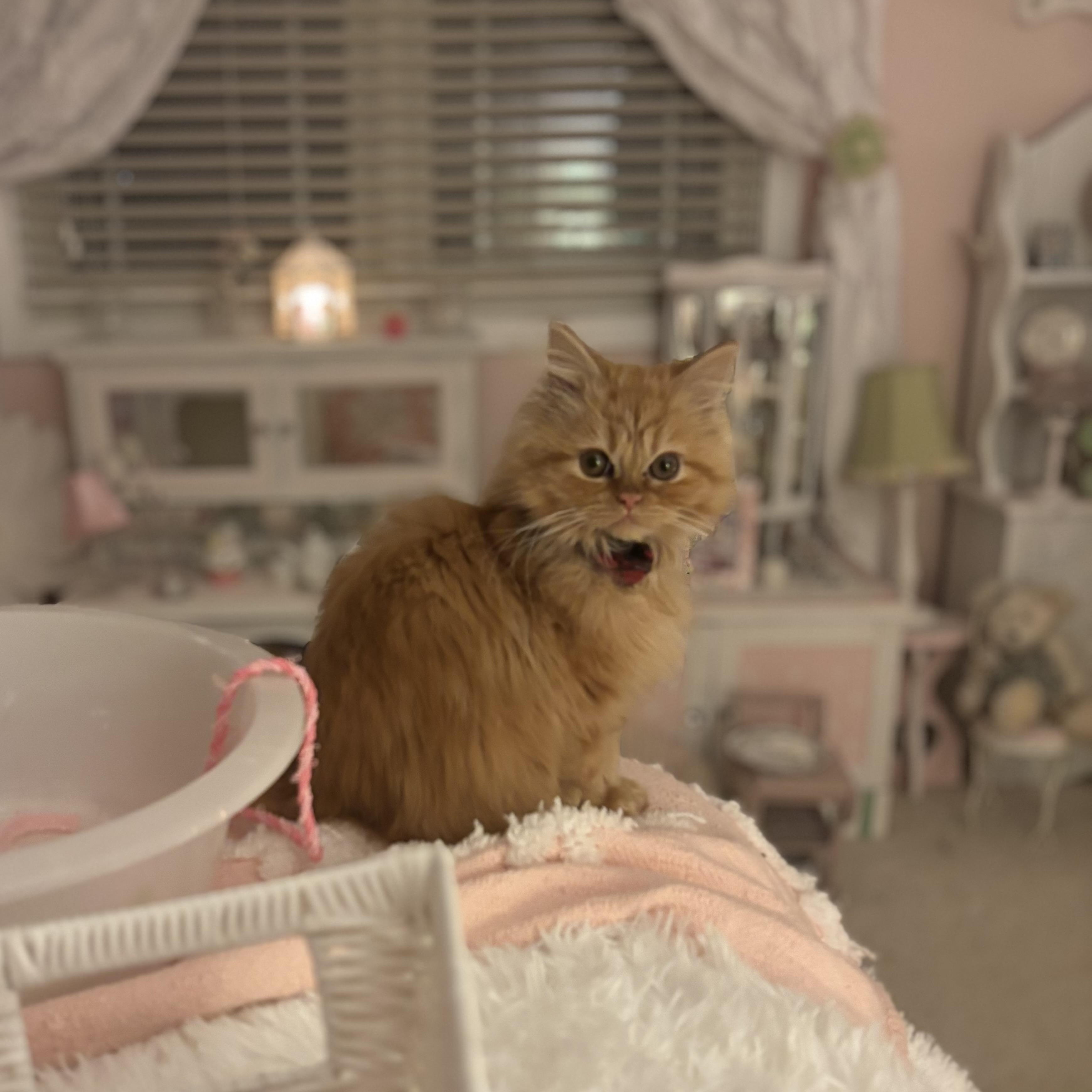 Enlarge Randy, a Adopted mixed breed in Pendleton, IN image 3/6