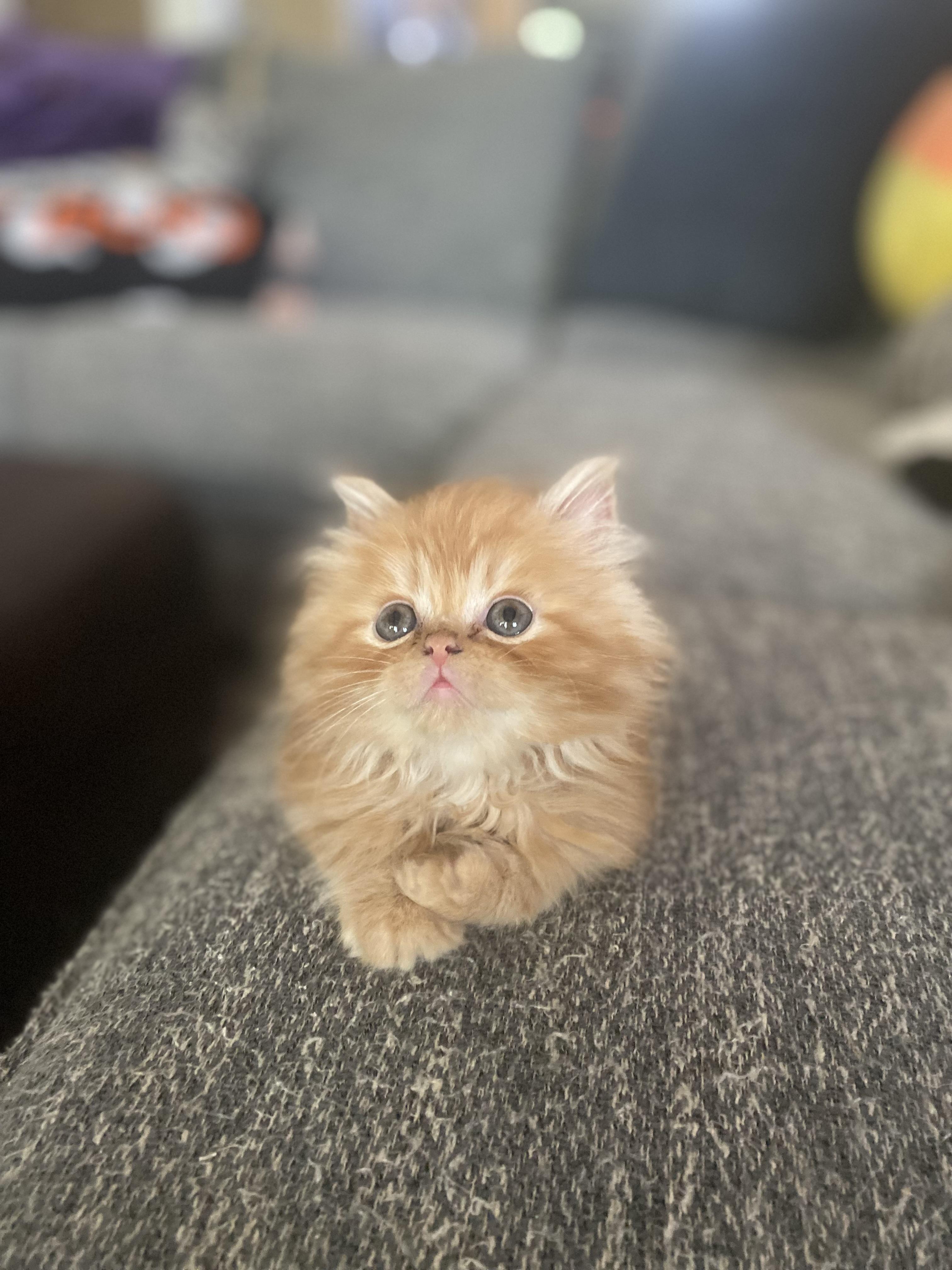 Enlarge Randy, a Adopted mixed breed in Pendleton, IN image 2/6