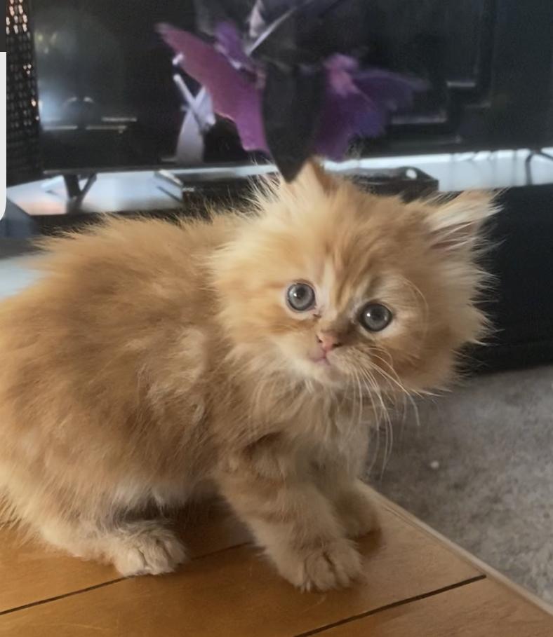 Enlarge Randy, a Adopted mixed breed in Pendleton, IN image 5/6