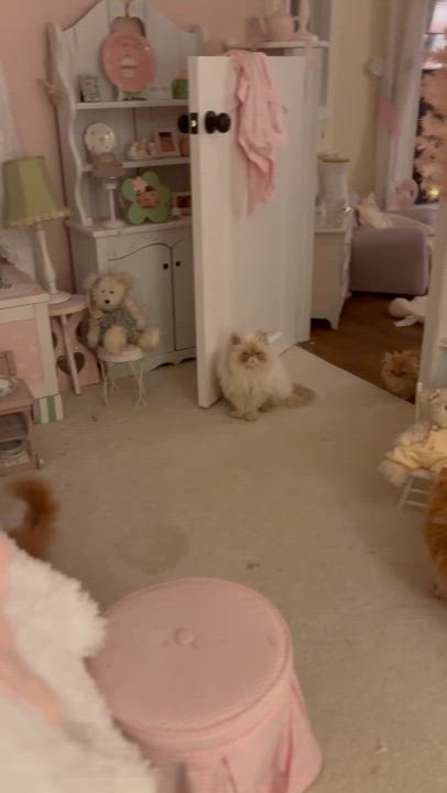 Enlarge Randy, a Adopted mixed breed in Pendleton, IN video 6/6