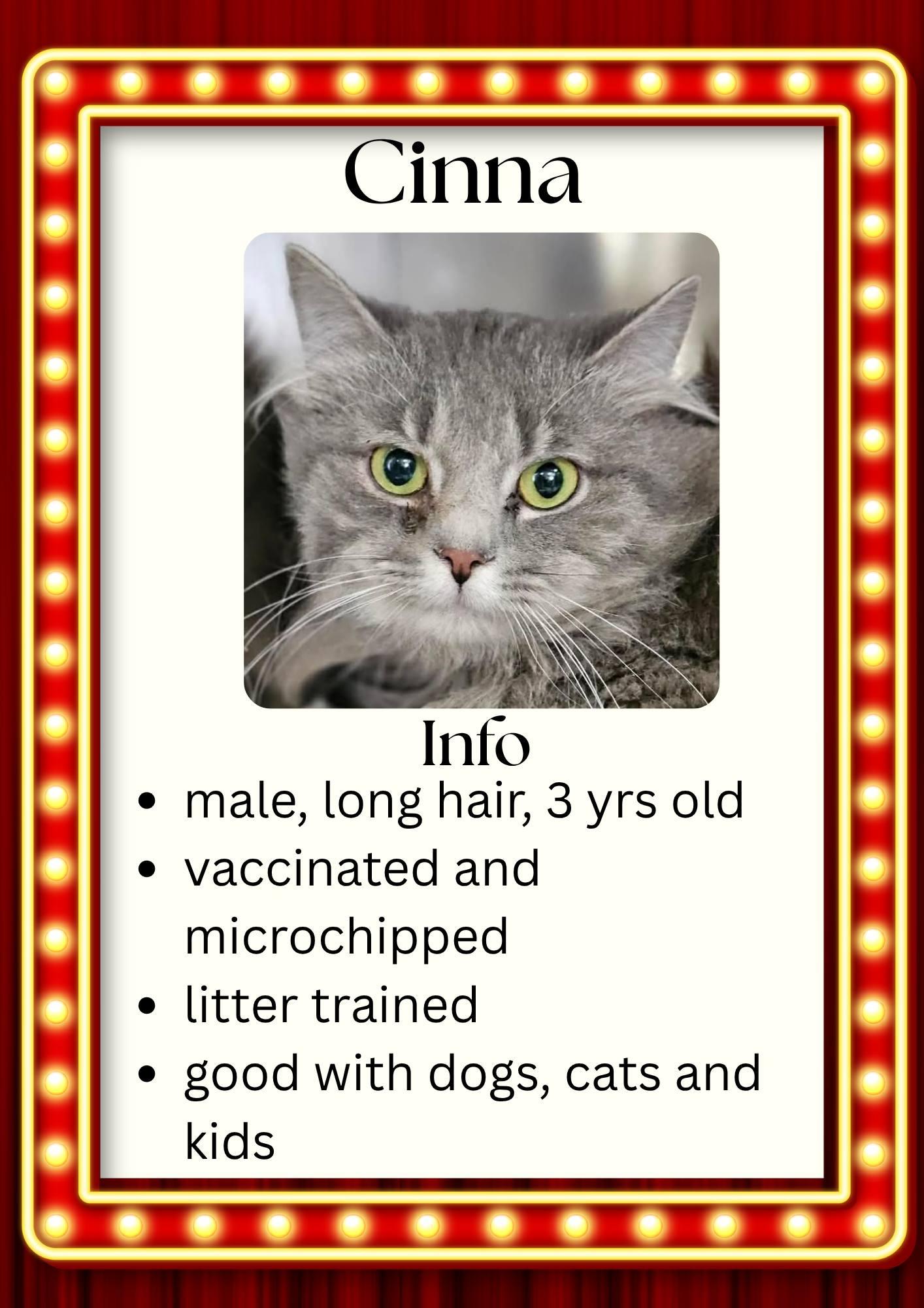 Enlarge Cinna, an adopted Domestic Long Hair in Greensburg, IN image 1/1