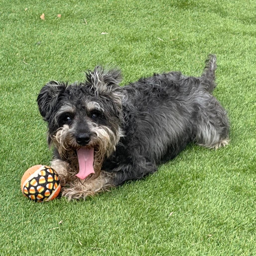 Biggie, Adoptable, Adult Male Schnauzer.