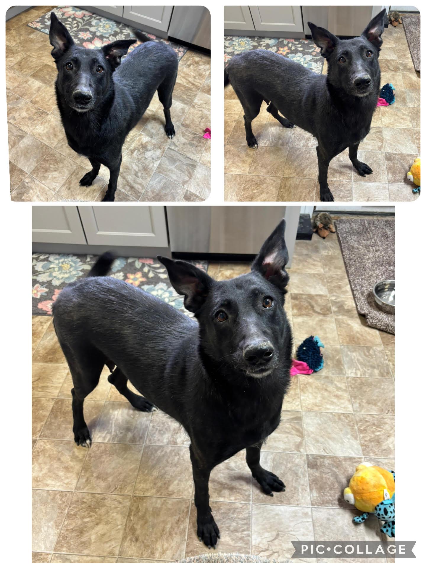 Enlarge Sycamore, a ADOPTABLE Mixed Breed in Rock Springs, WY image 2/2