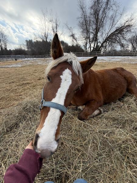 Ava-Coming Soon!, Adoptable, Senior Female Paso Fino & Quarterhorse.