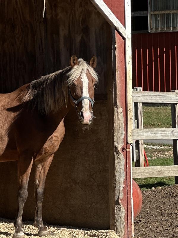 Ava-Coming Soon!, a Adoptable mixed breed in Stratham, NH image 2/3