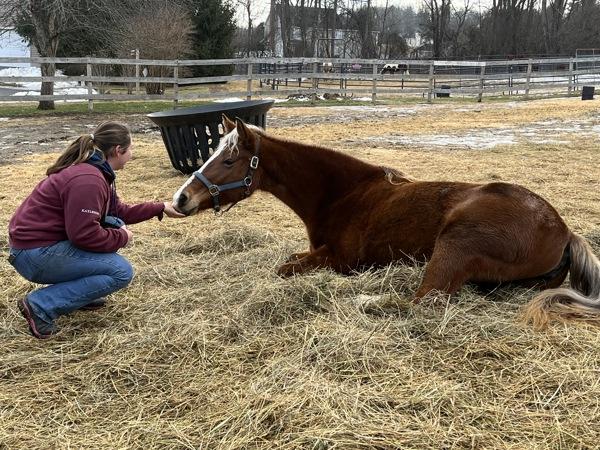 Ava-Coming Soon!, a Adoptable mixed breed in Stratham, NH image 3/3