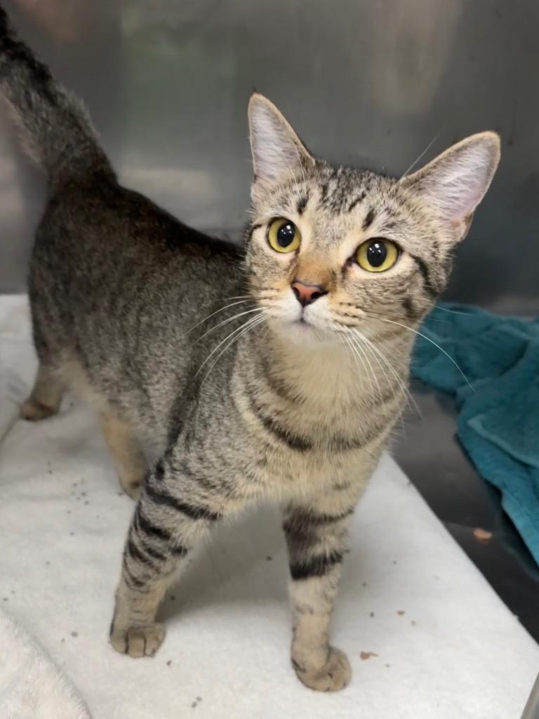 Storm, Adoptable, Young Female Domestic Short Hair.