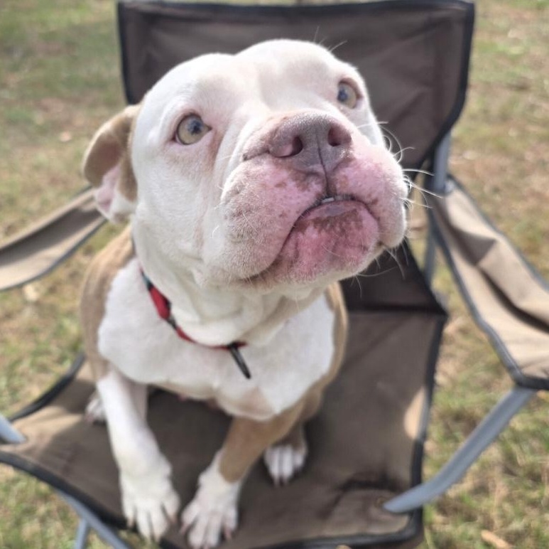 Rosita , adopted, Adult Female American Staffordshire Terrier.