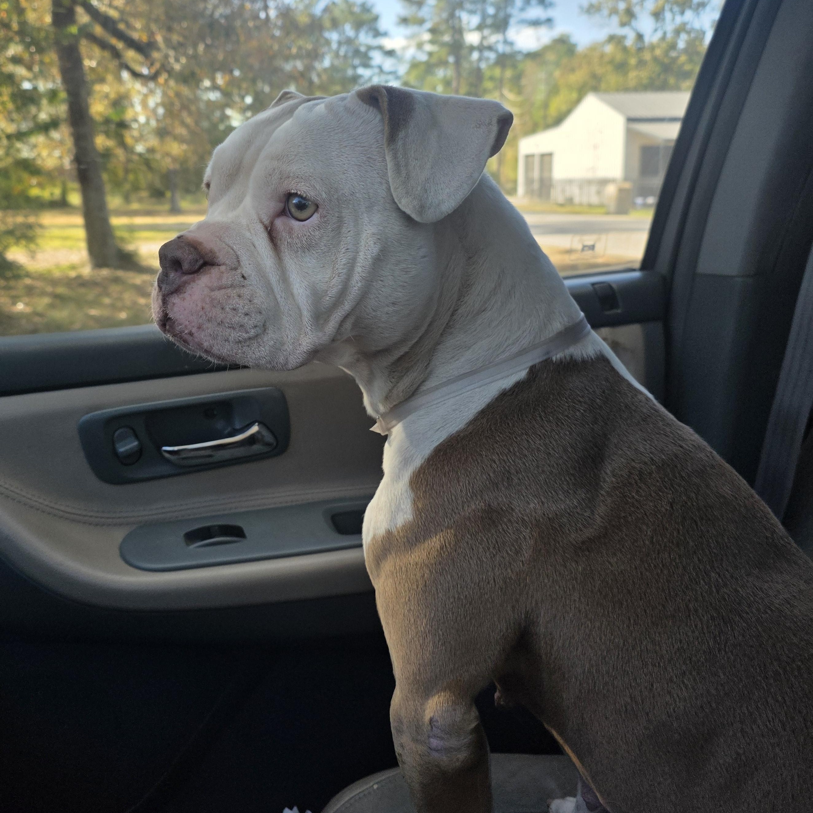 Enlarge Rosita , an adopted mixed breed in Magnolia, TX image 2/5