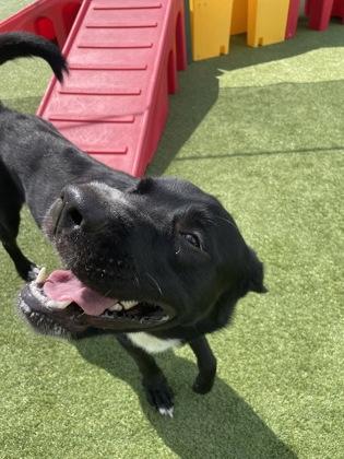 Zim, Adoptable, Adult Male Mixed Breed & Mixed Breed.