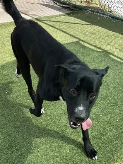 Enlarge Zim, a Adoptable mixed breed in Independence, MO image 2/3