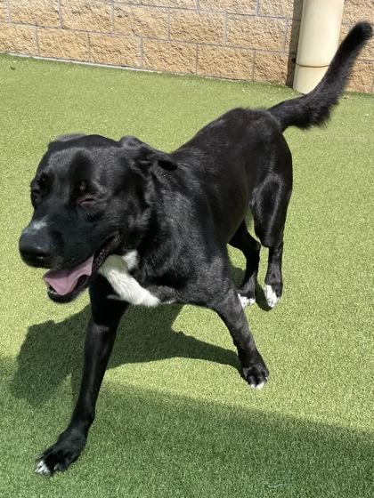 Enlarge Zim, a Adoptable mixed breed in Independence, MO image 3/3