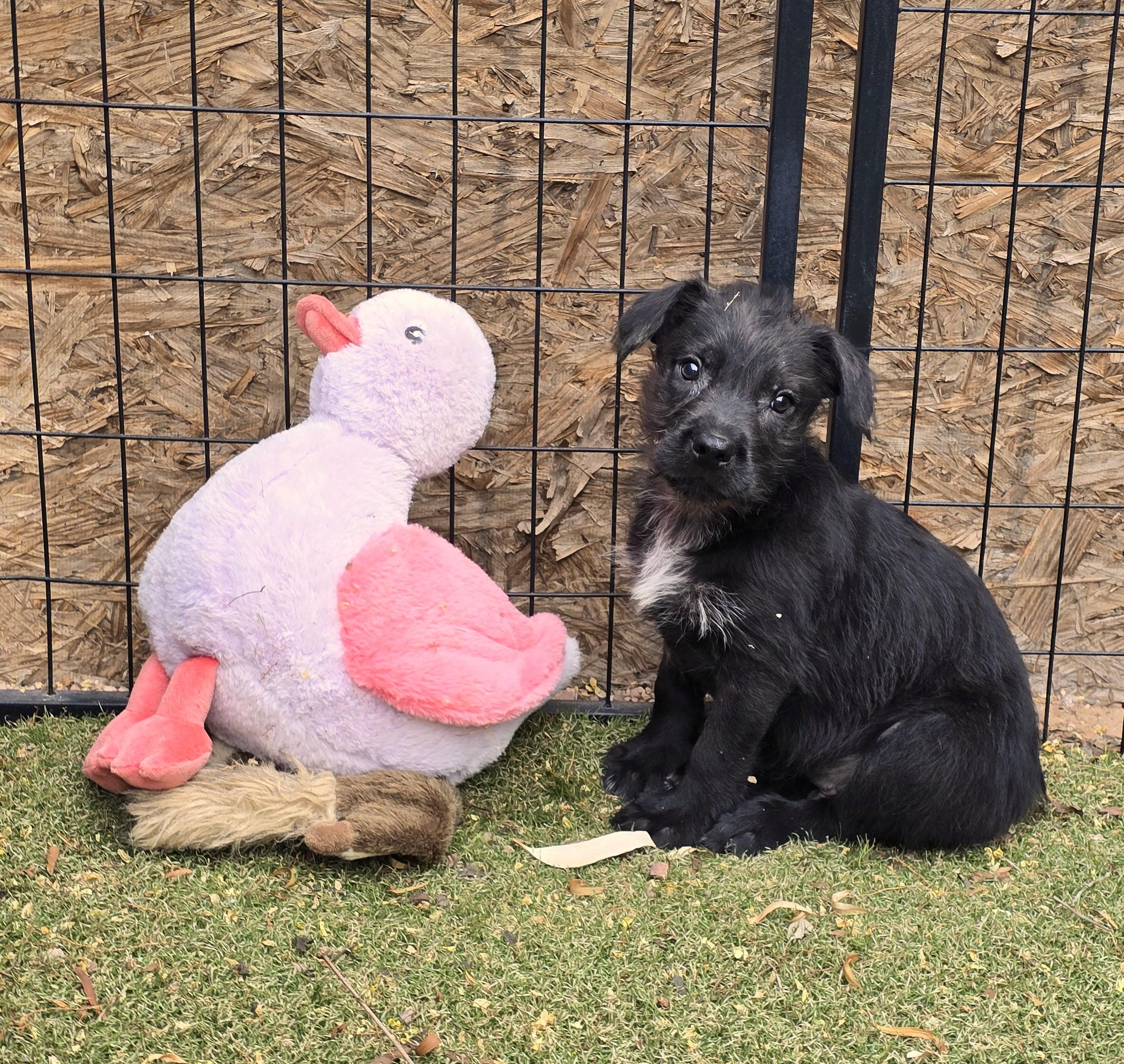 O'Neal, ADOPTABLE, Puppy Male German Shepherd Dog & Labrador Retriever.