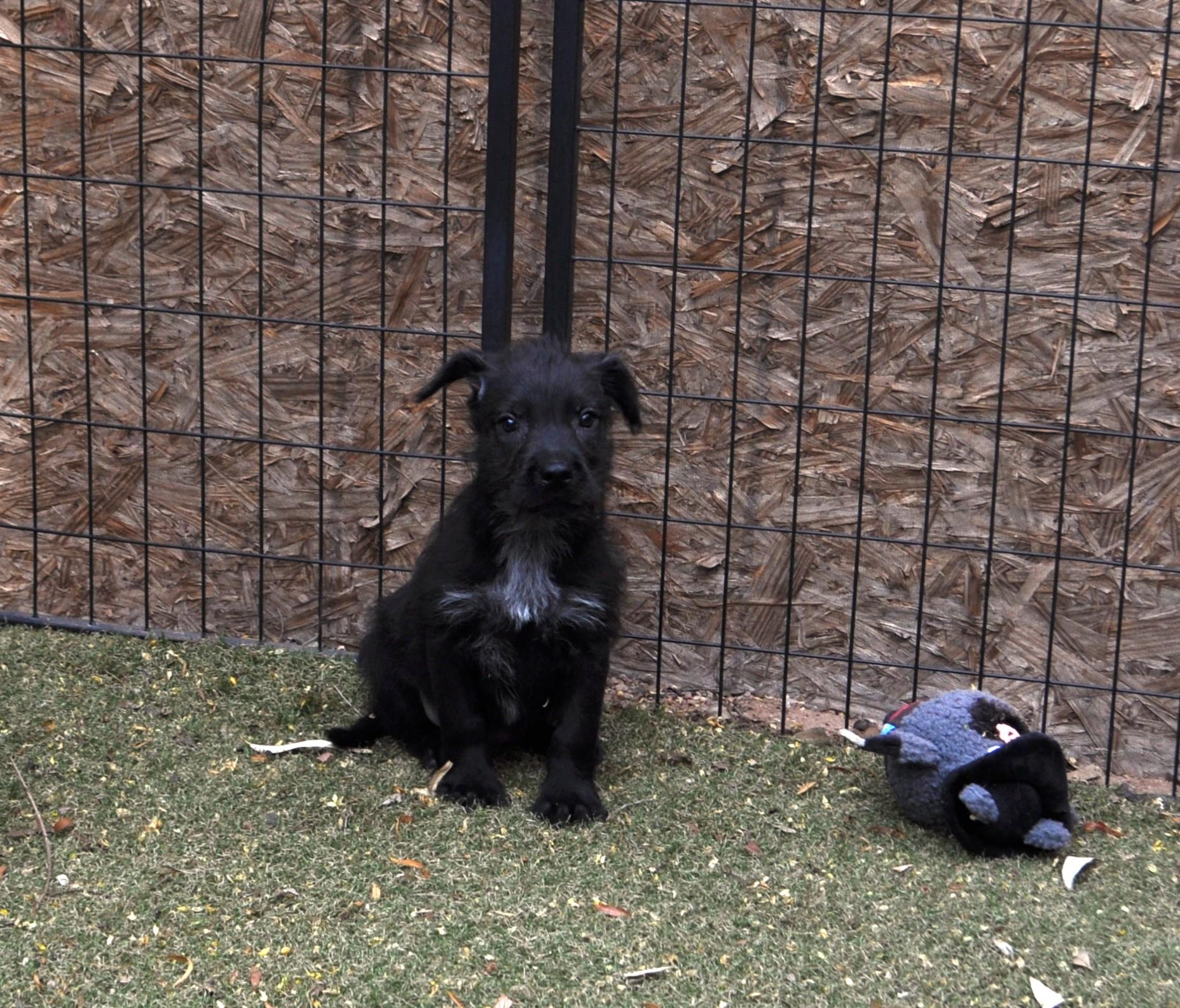 Enlarge O'Neal, a ADOPTABLE mixed breed in Apache Junction, AZ image 3/4