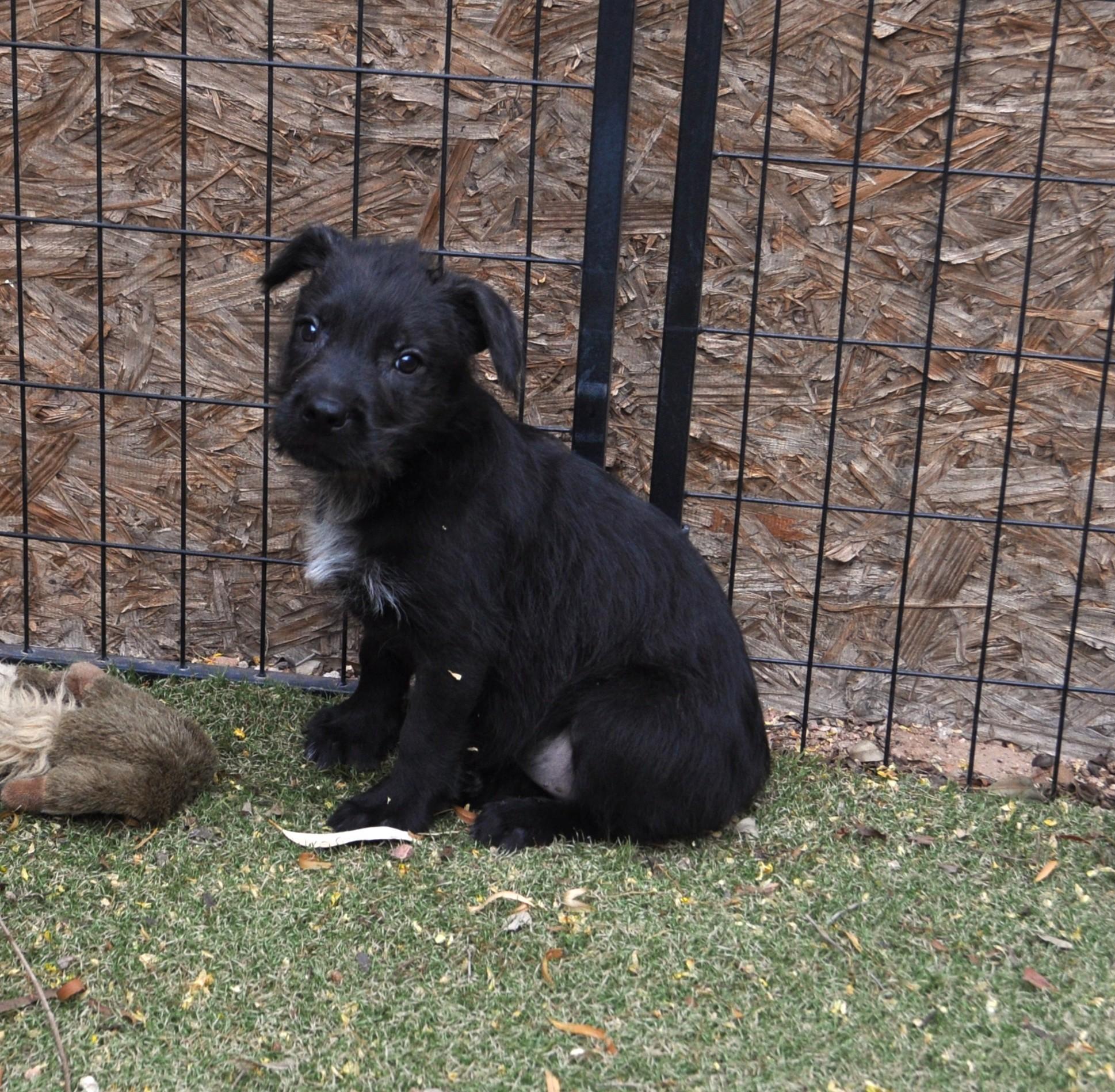 Enlarge O'Neal, a ADOPTABLE mixed breed in Apache Junction, AZ image 4/4