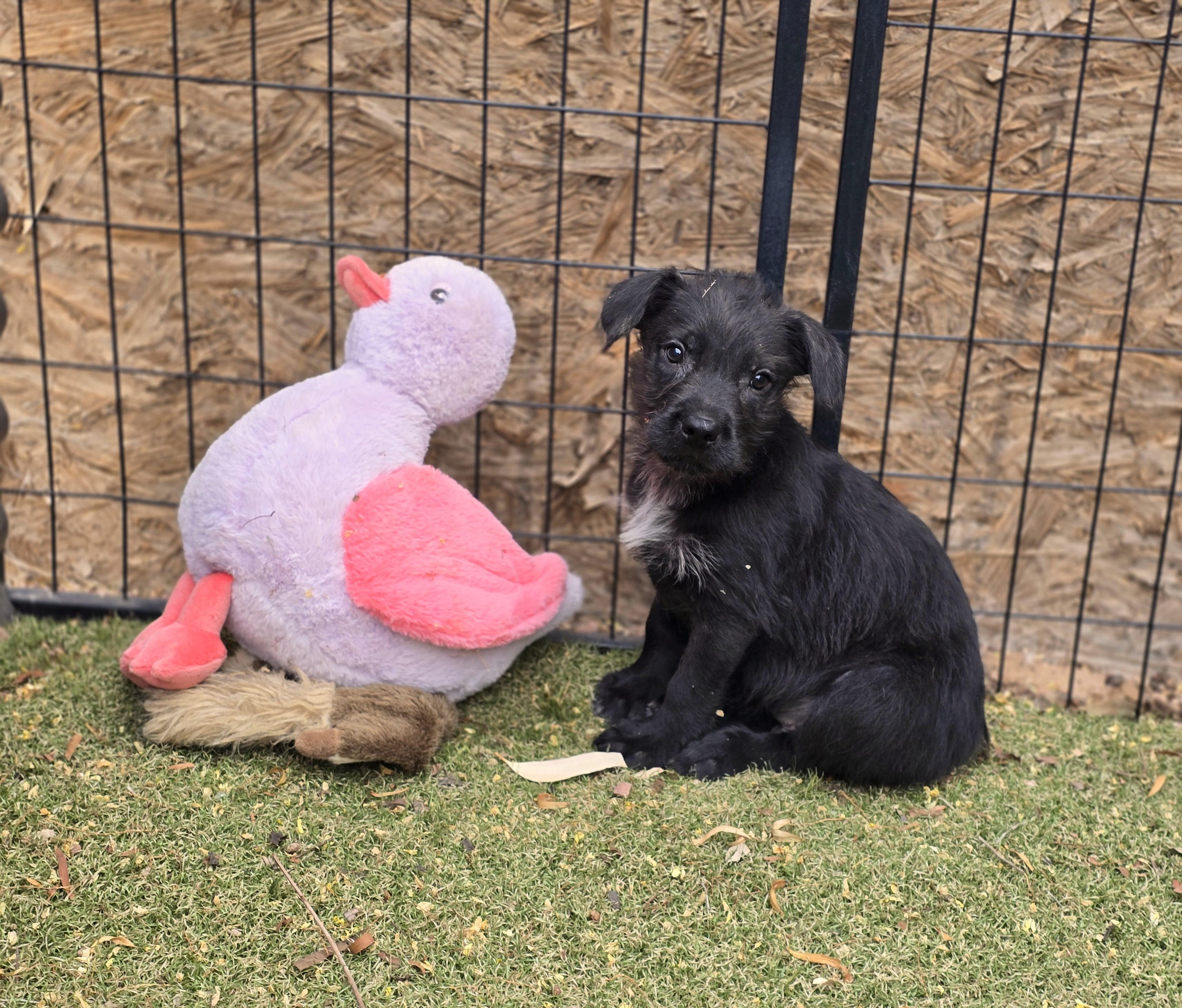 Enlarge O'Neal, a ADOPTABLE mixed breed in Apache Junction, AZ image 2/4