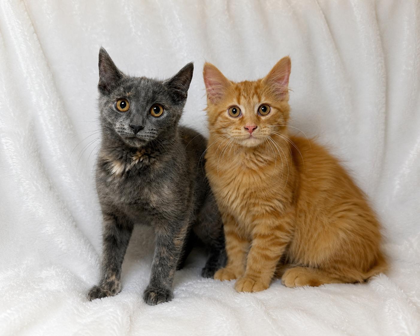 Perry, an adopted Domestic Long Hair in Copley, OH image 2/2