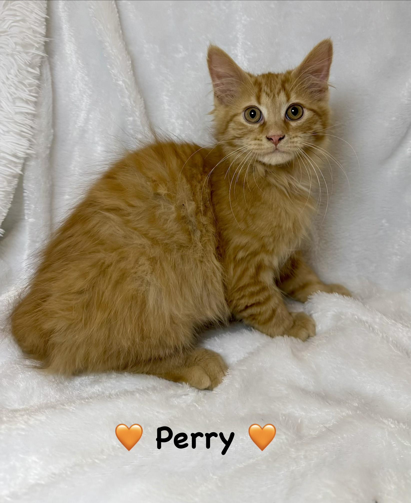 Perry, adopted, Kitten Male Domestic Long Hair.