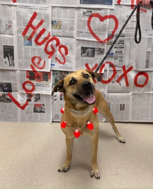 Bella, Adoptable, Adult Female Mountain Cur & Mixed Breed.