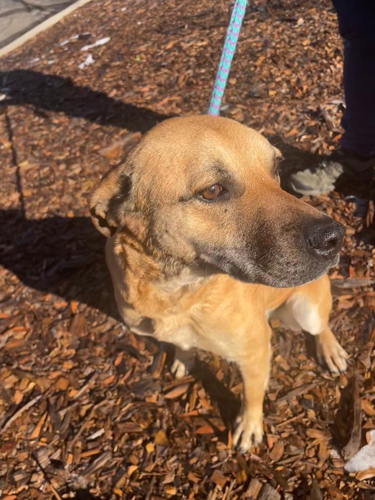 Bella, a Adoptable mixed breed in Madison, GA image 1/6