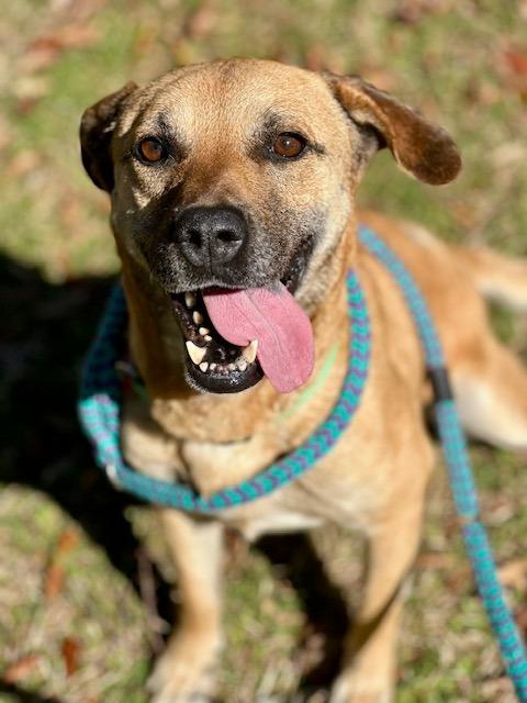 Bella, a Adoptable mixed breed in Madison, GA image 1/6