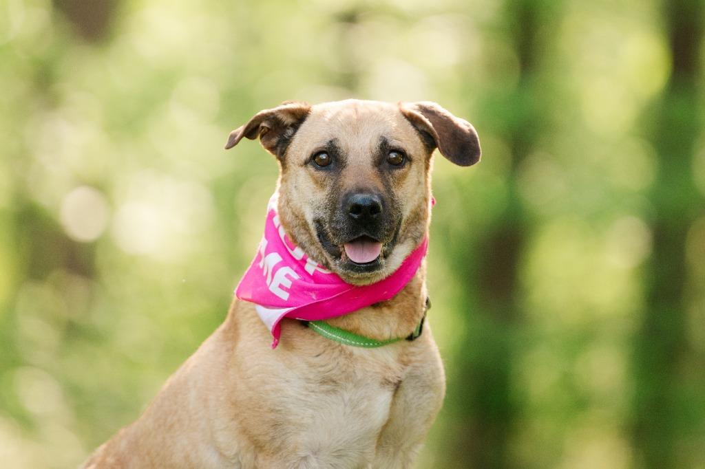 Bella, Adoptable, Adult Female Mountain Cur & Mixed Breed.