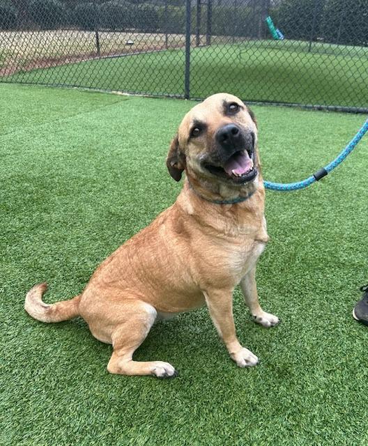 Bella, a Adoptable mixed breed in Madison, GA image 3/6