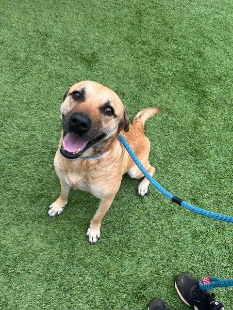 Bella, a Adoptable mixed breed in Madison, GA image 4/6