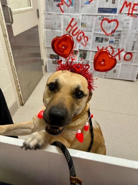 Bella, a Adoptable mixed breed in Madison, GA image 5/6