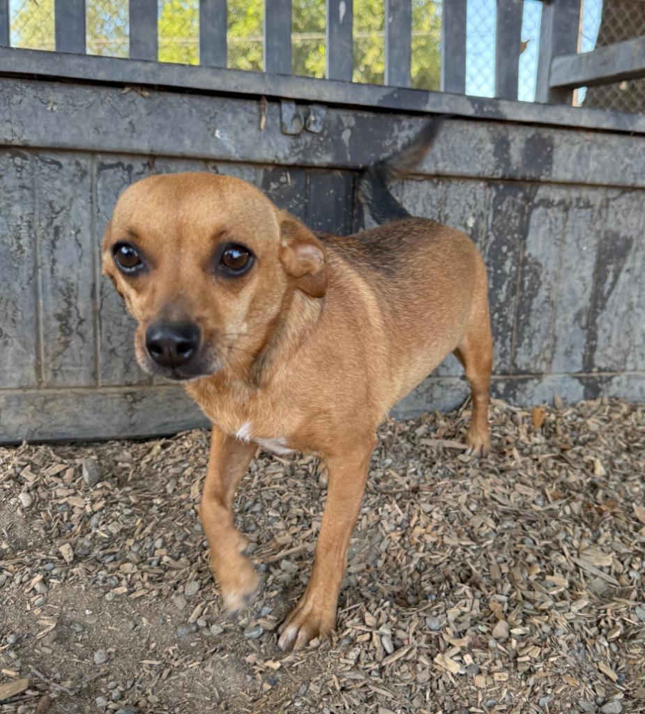 WREN, a Adopted Terrier in Lemoore, CA image 1/5