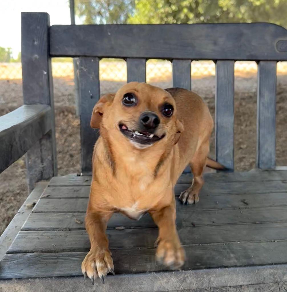 WREN, a Adopted Terrier in Lemoore, CA image 2/5