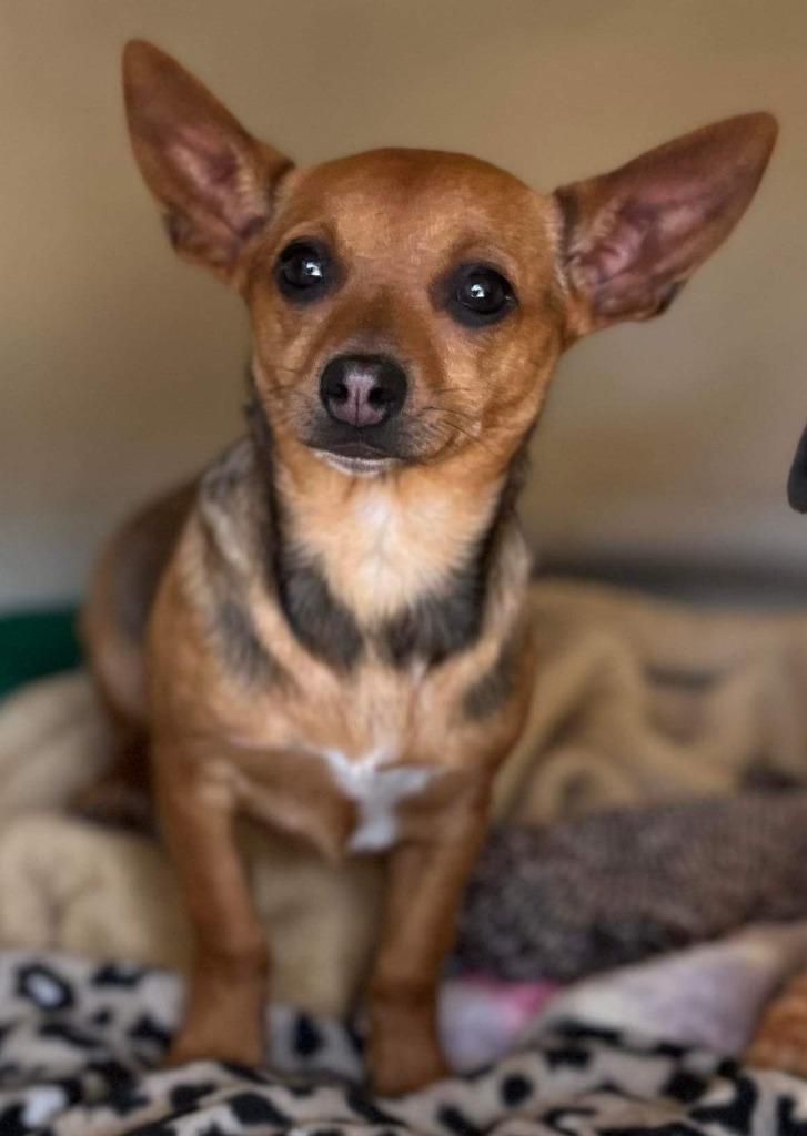 WREN, a Adopted Terrier in Lemoore, CA image 2/5