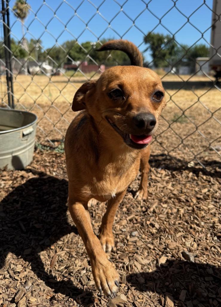 WREN, a Adopted Terrier in Lemoore, CA image 4/5